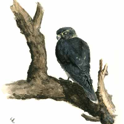 "Pensive Falcon", Watercolor