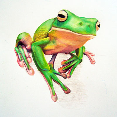 "Ribbit" Colored pencil, from photo